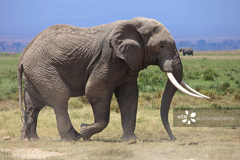 非洲象图片素材