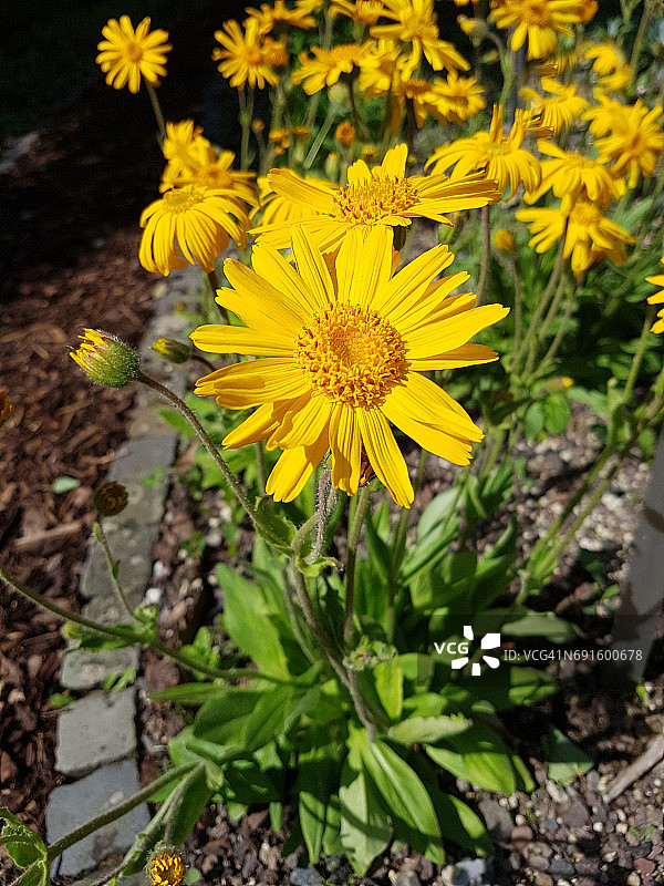 山金车图片素材