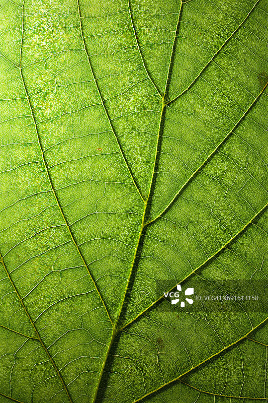 高分辨率逆光树叶阴影图片素材