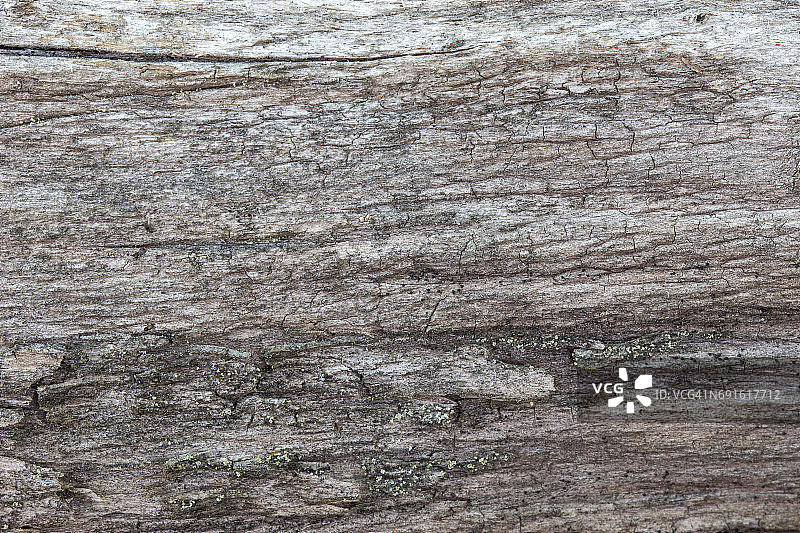 老旧灰色树干纹理背景特写图片素材