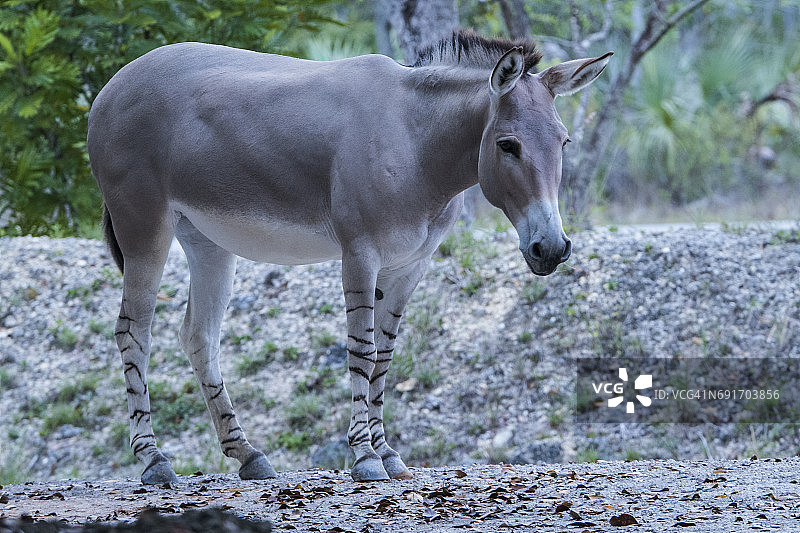 索马里野驴图片素材