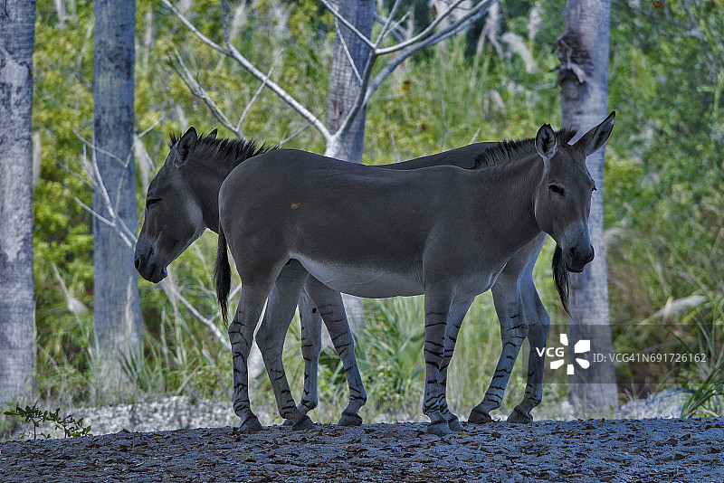 索马里野驴图片素材
