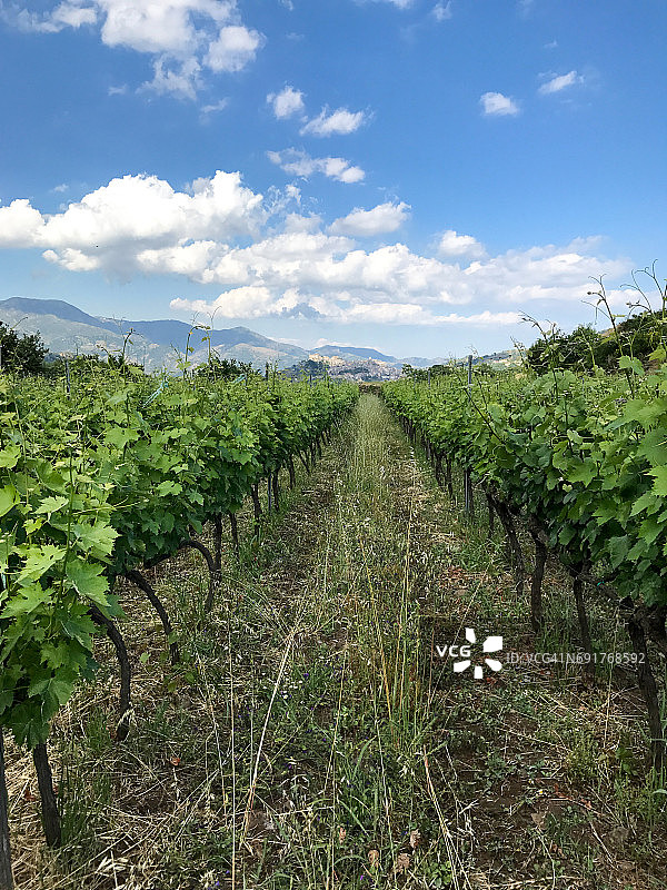 意大利西西里岛卡斯蒂利翁的葡萄园图片素材