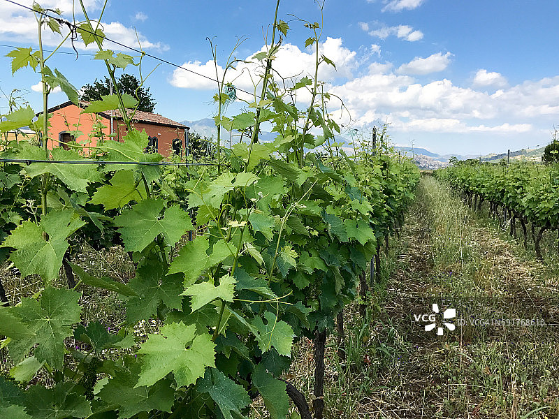 意大利西西里岛卡斯蒂利翁的葡萄园图片素材