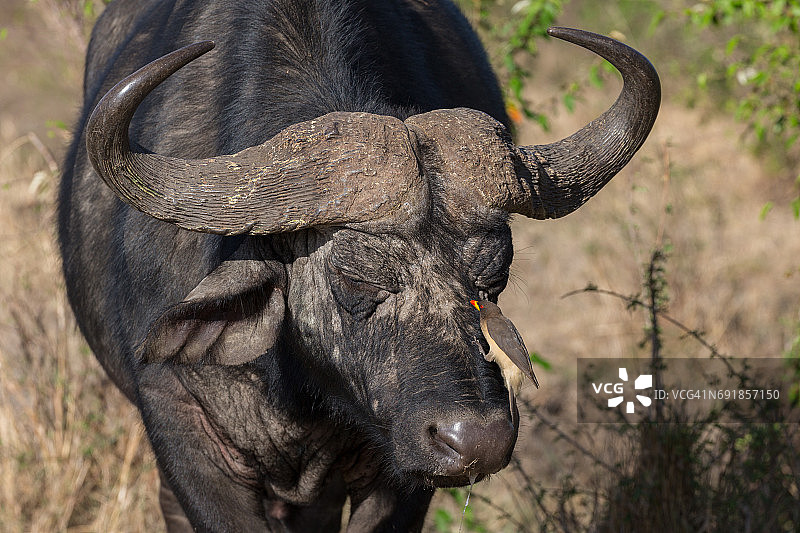 非洲水牛与啄牛鸟图片素材