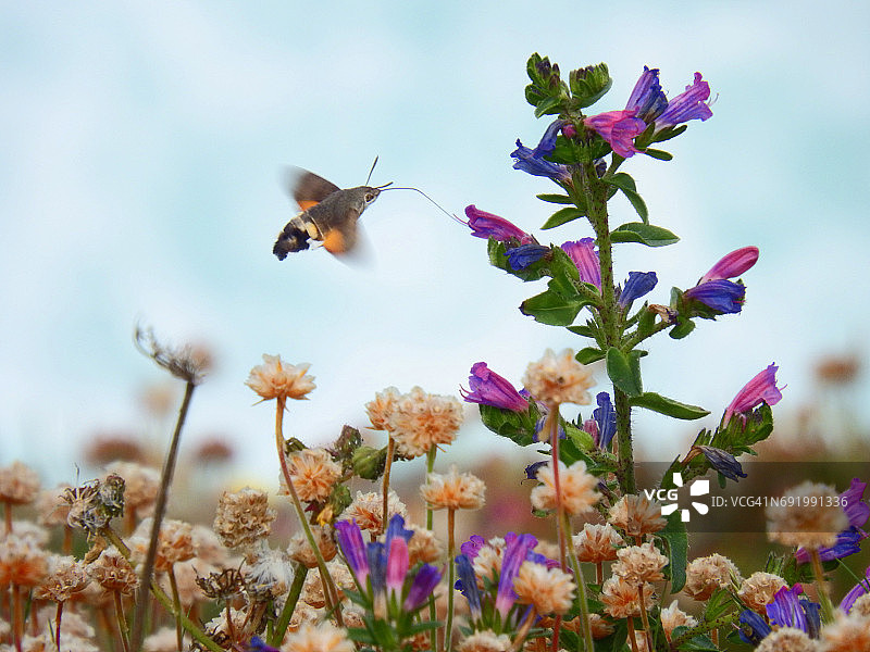 蜂鸟鹰蛾图片素材
