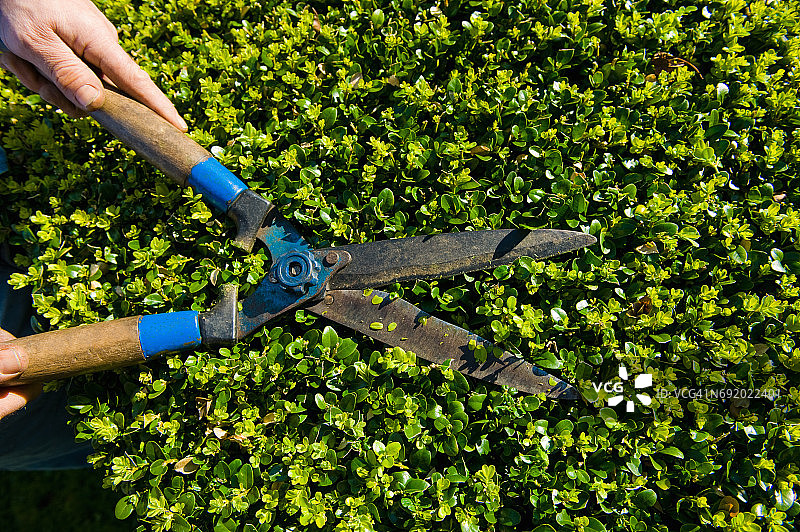 特写男人的手用园艺剪刀修剪树篱图片素材