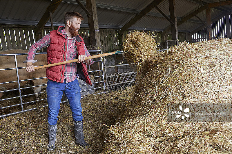 在谷仓里铲干草的男人图片素材