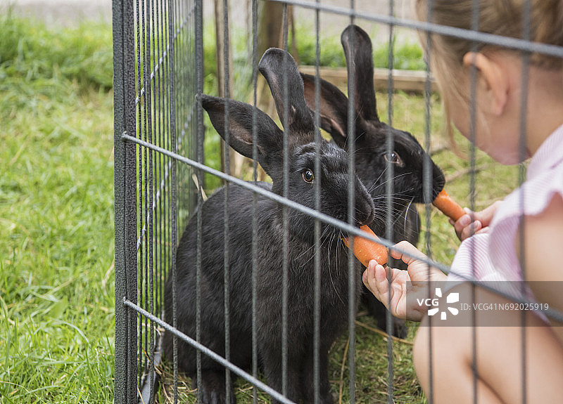孩子们用胡萝卜喂兔子图片素材