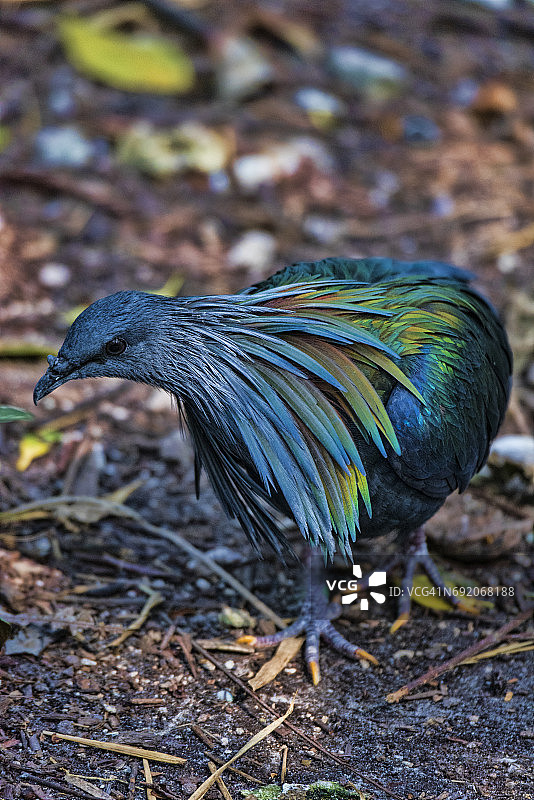 尼科巴鸠图片素材
