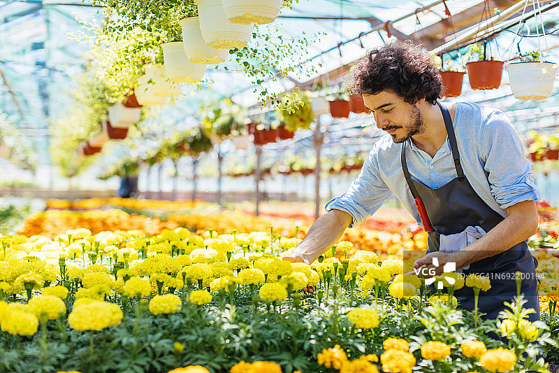 盛开的鲜花图片素材