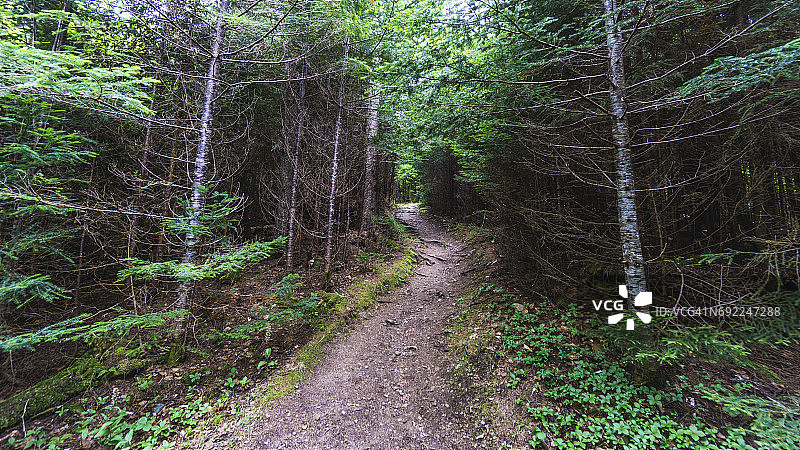 芬迪国家公园的步行道，位于新不伦瑞克省图片素材