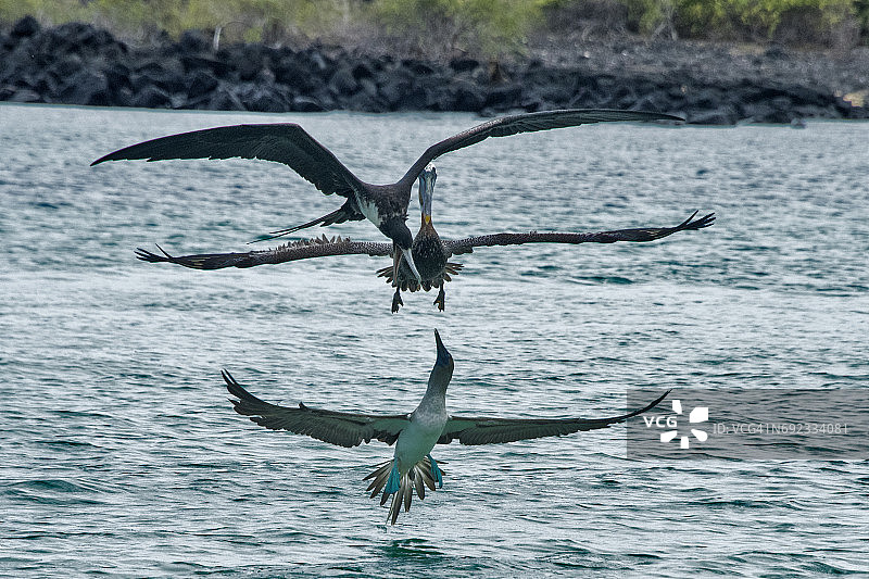 三种鸟类互动图片素材