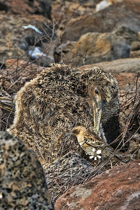 弯曲信天翁和加拉帕戈斯嘲鸫图片素材