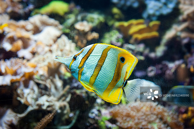 丝蝴蝶鱼图片素材