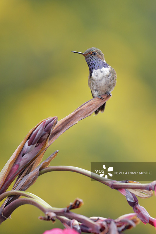 火山蜂鸟图片素材