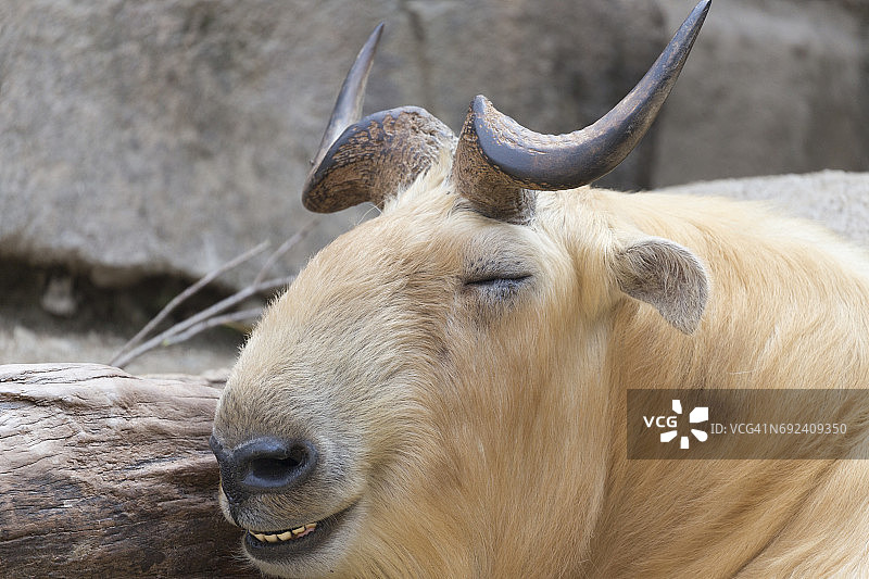 金色羚牛图片素材