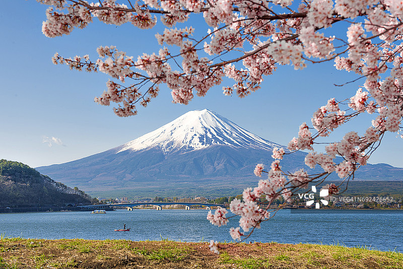 河口湖的富士山和粉色樱花枝图片素材