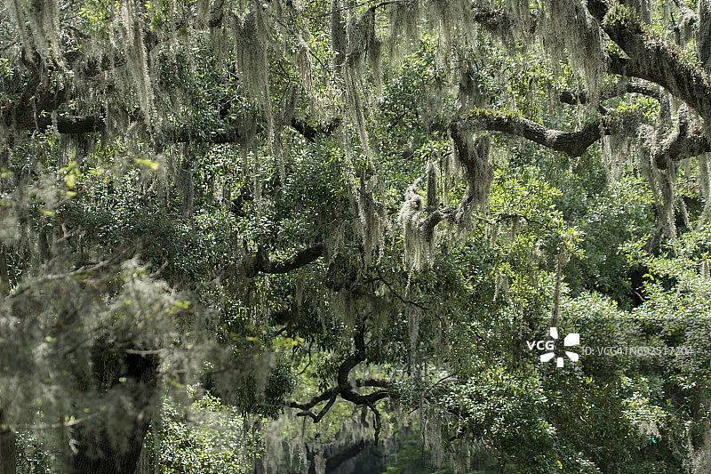 栎树和西班牙苔藓图片素材