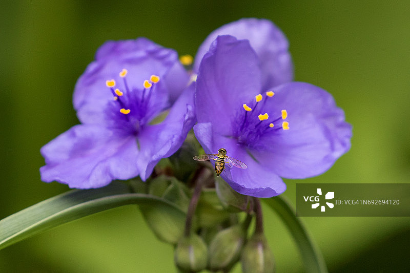 蜜蜂为野花授粉图片素材