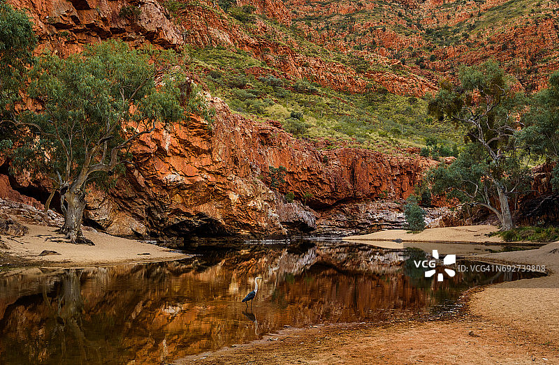 奥米斯顿峡谷的白鹭图片素材