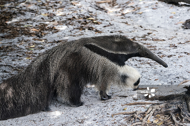 大食蚁兽图片素材
