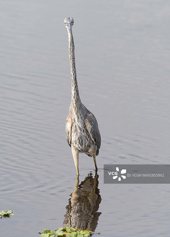 大蓝鹭的有趣景象图片素材