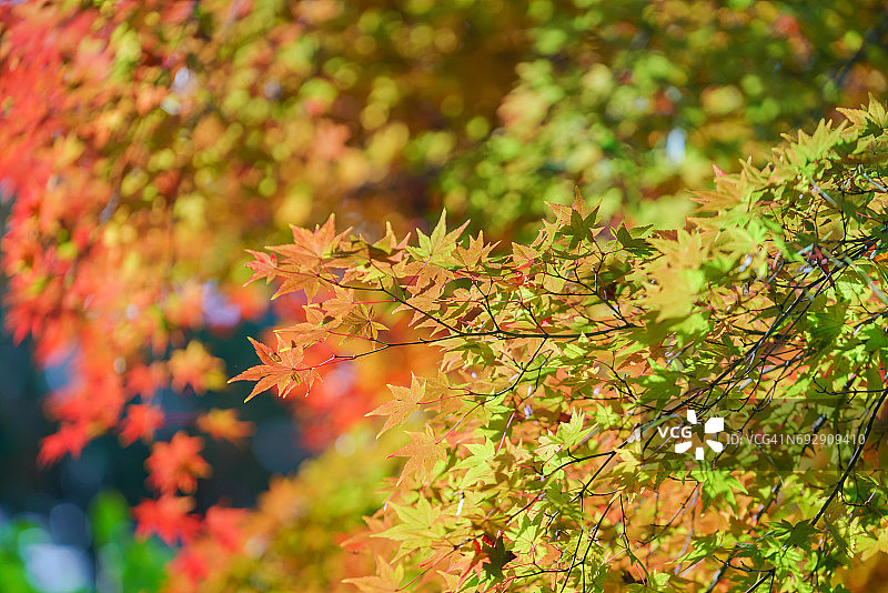 秋季的彩色枫叶图片素材