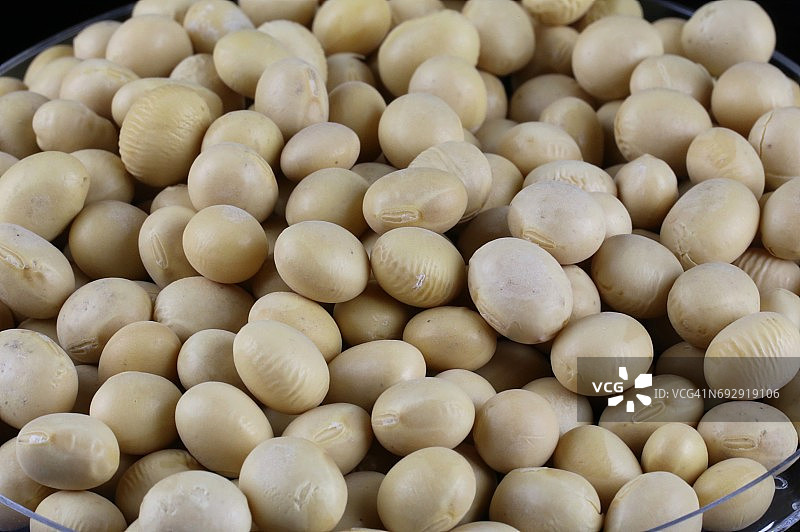 大豆(Glycine max)特写图片素材