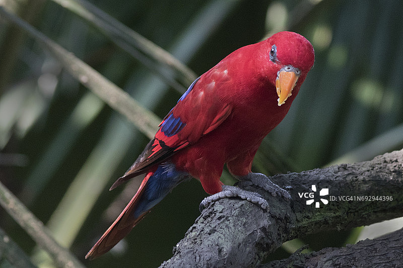 红鹦鹉图片素材