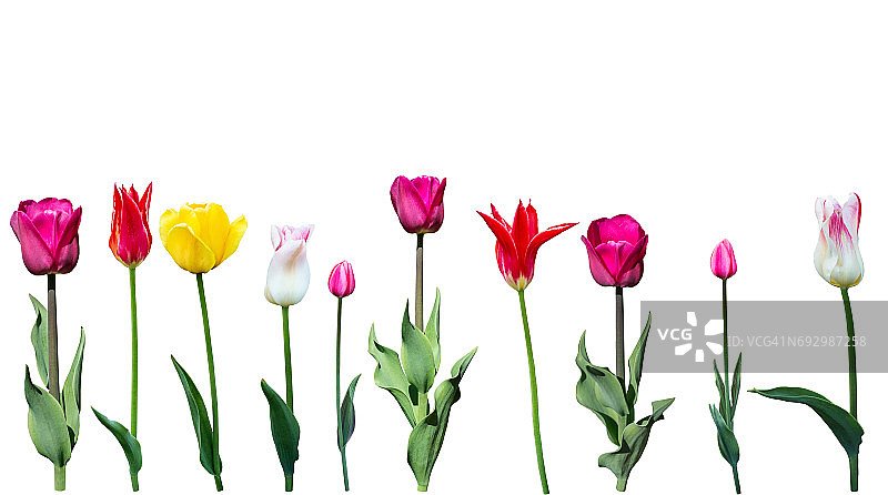 白色背景上的郁金香图片素材