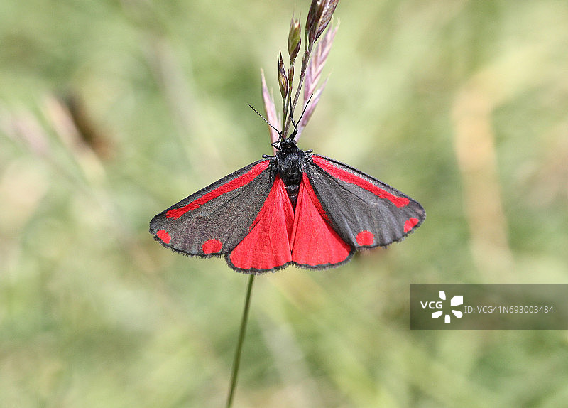 朱砂蛾图片素材
