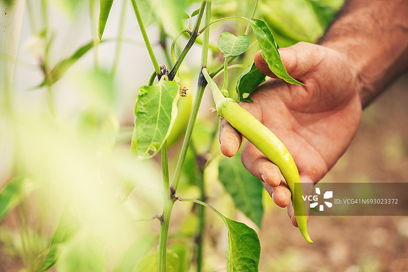 男人手持辣椒粉特写镜头图片素材