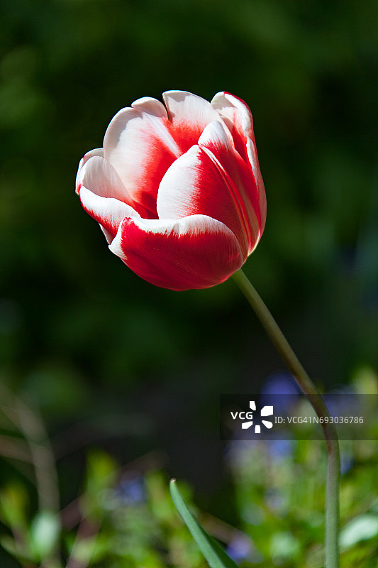 郁金香3图片素材