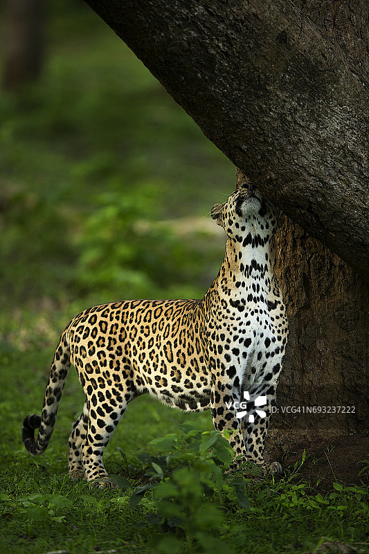 非洲豹标记领地图片素材