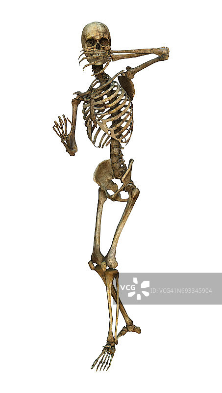 3D渲染：白色背景上的人体骨骼图片素材