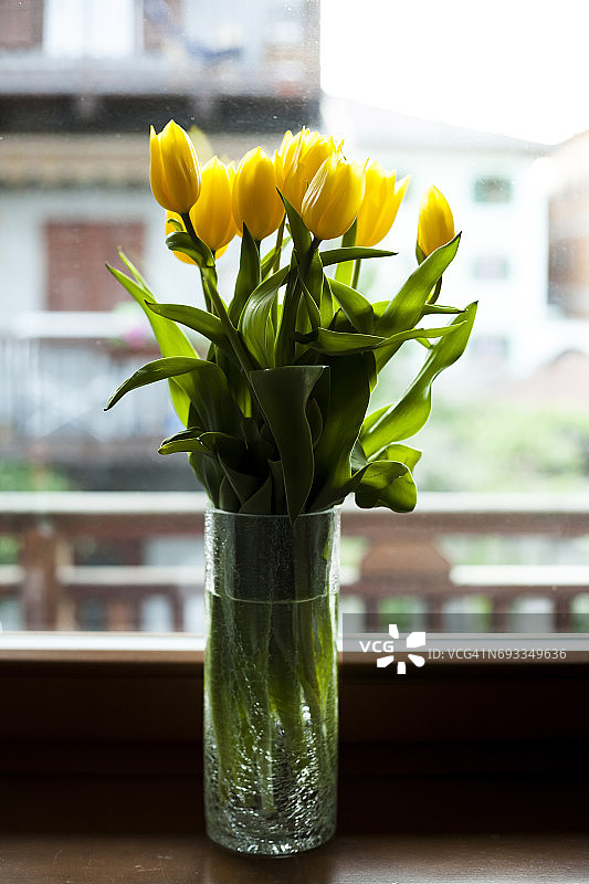 窗台上的黄色郁金香花束图片素材
