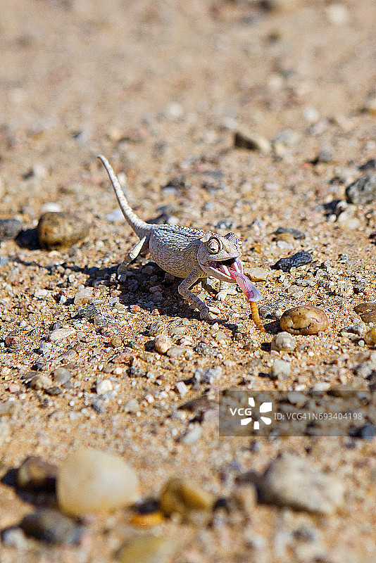 纳米比亚沙漠变色龙图片素材