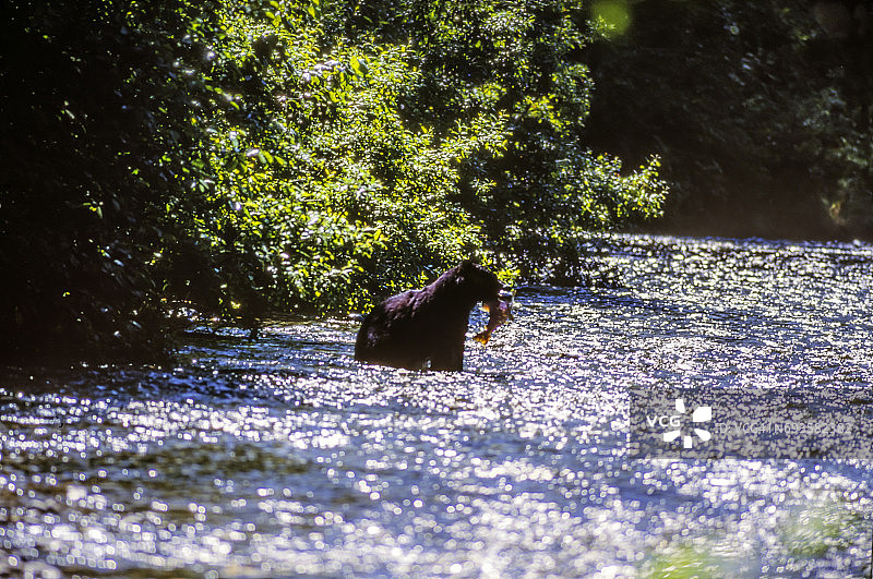 在鲑鱼河中捕捉鲑鱼的黑熊，靠近阿拉斯加海德村，靠近加拿大边境图片素材
