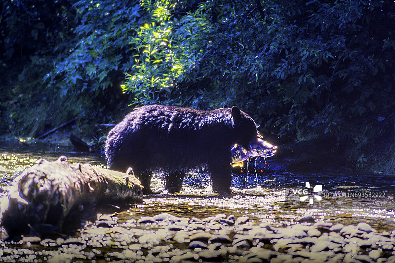 阿拉斯加鲑鱼河野生黑熊捕食鲑鱼图片素材