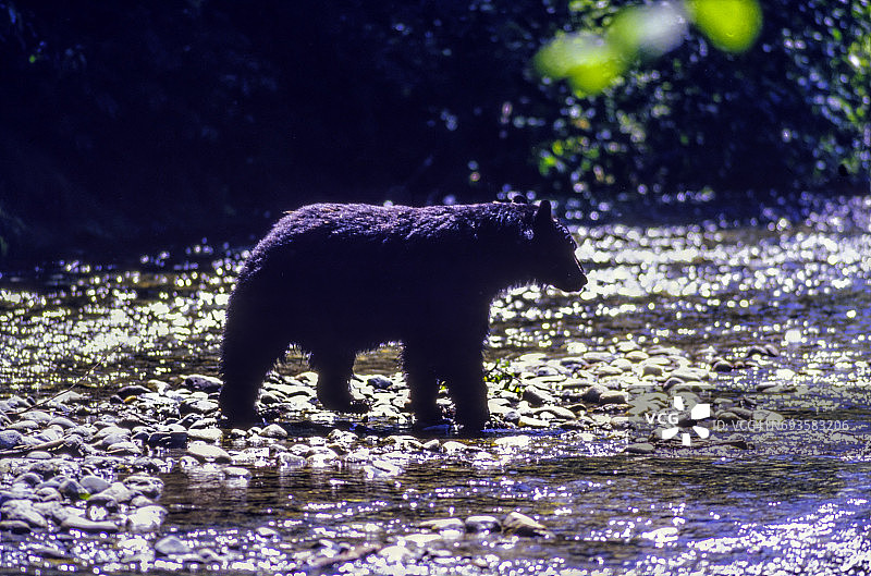 野生黑熊横穿鲑鱼河，靠近海德村——阿拉斯加，离加拿大边境不远图片素材