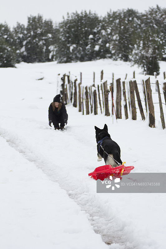 雪橇犬图片素材