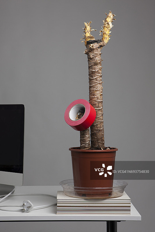 办公桌上用红色布基胶带固定的盆栽图片素材