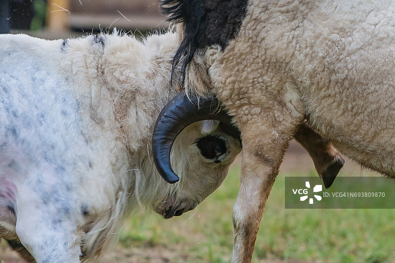 加鲁特绵羊争斗图片素材