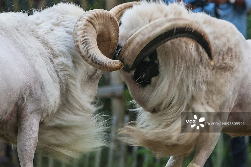 加鲁特绵羊争斗图片素材