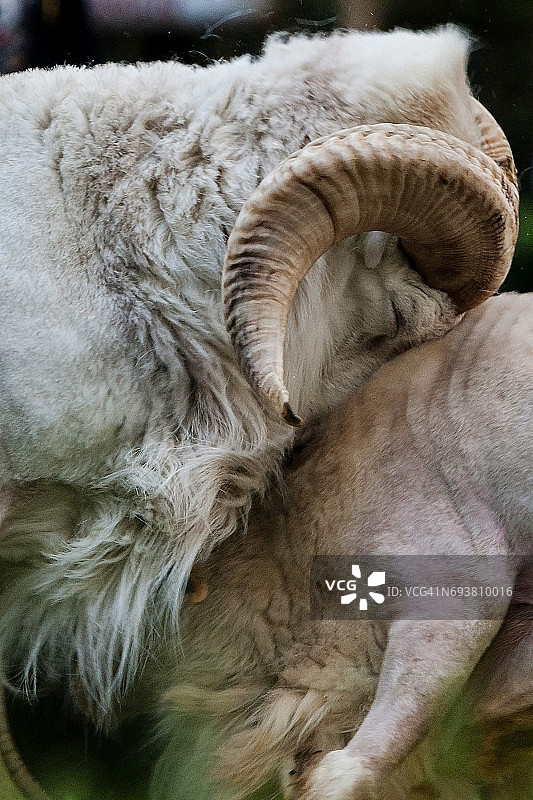 加鲁特绵羊争斗图片素材
