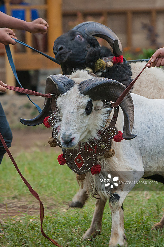 加鲁特绵羊争斗图片素材