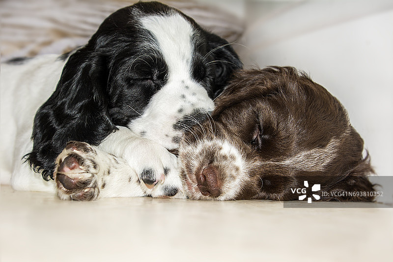 可爱的小可卡犬幼犬们睡在一起图片素材