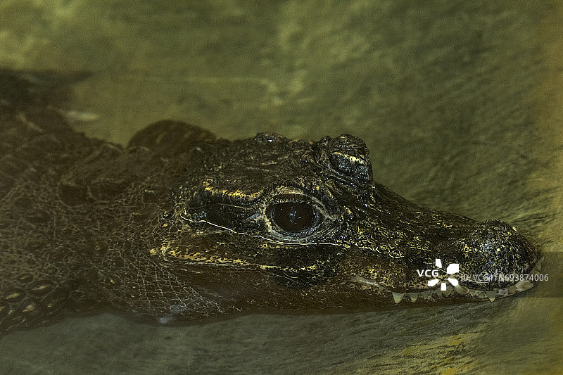 非洲侏儒鳄图片素材