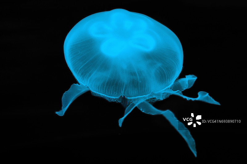 月亮水母（海月水母）图片素材